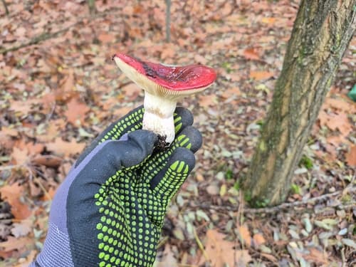 Gołąbek śledziowy