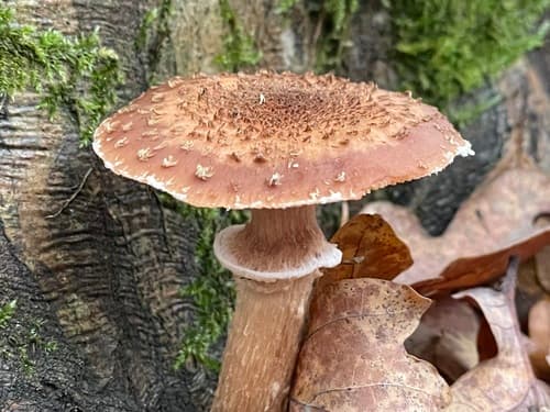 Opieńka ciemna
