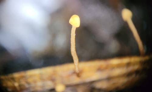 Mycena oregonensis