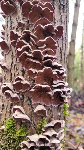 Chrząstkoskórnik purpurowy