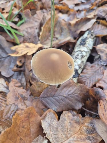 Kruchaweczka twardotrzonowa