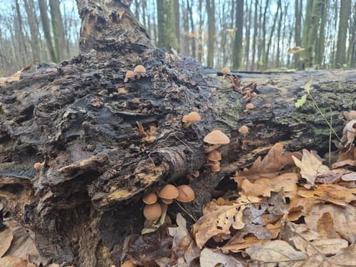 Kruchaweczka Namakająca