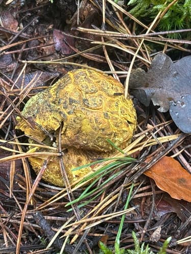 Tęgoskór cytrynowy