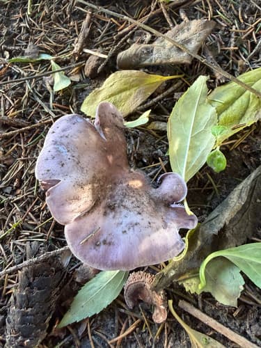 Collybia