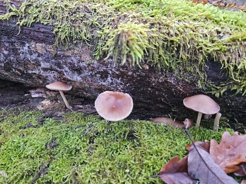Kruchaweczka