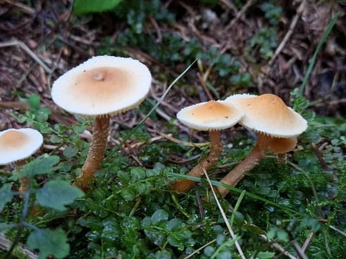 Ziarnówka ochrowożółta