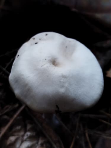 Monetnica szarobrązowa