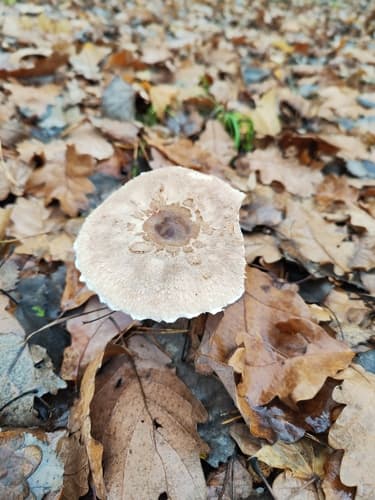 Macrolepiota rhodosperma