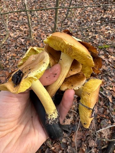 Tricholoma