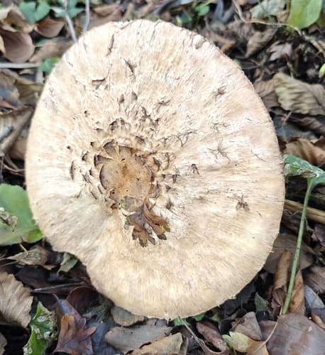Chlorophyllum