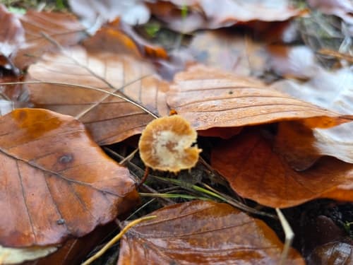 Mycena aurantiomarginata