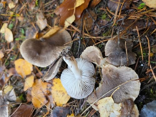 gąska ziemistoblaszkowa