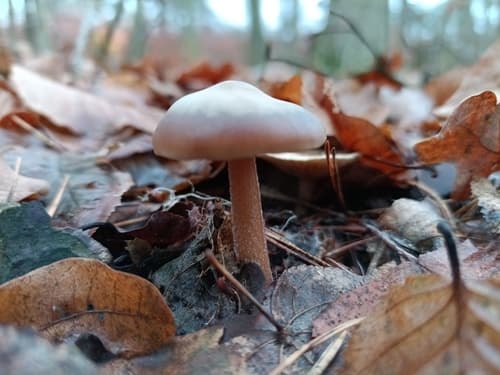 Monetnica szarobrązowa