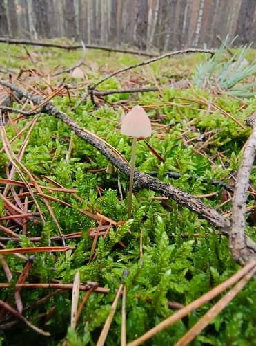 Mycena metata