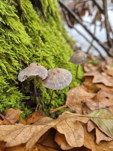 grzybówka chlorowonna