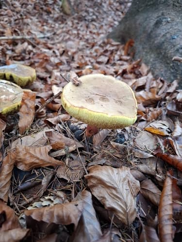 Xerocomellus
