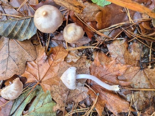 Inocybe geophylla
