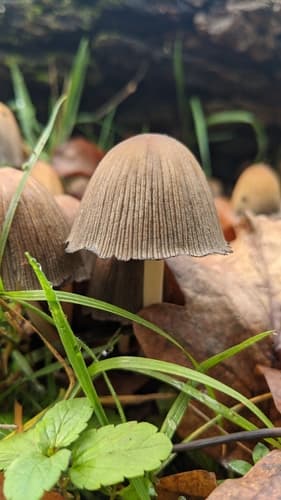 Micacei