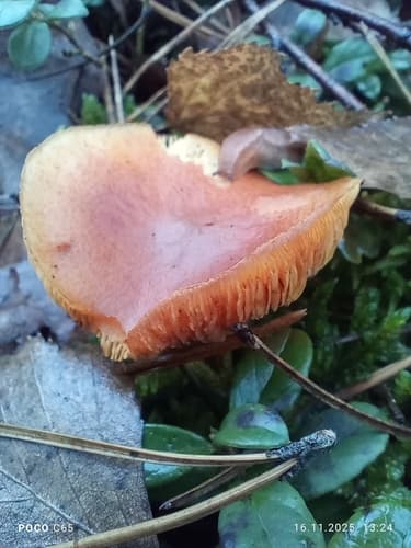 Łysak drobnołuskowy