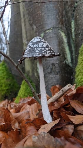 Czernidłak pstry