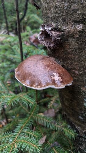 Białoporek brzozowy