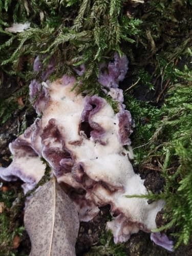 Chrząstkoskórnik purpurowy