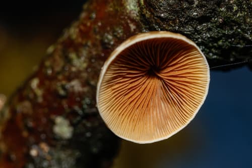 Tectella patellaris