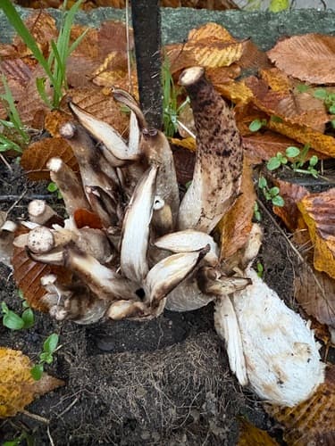 Agaricineae