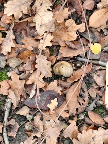 Tęgoskór cytrynowy