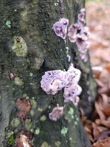 Chrząstkoskórnik purpurowy