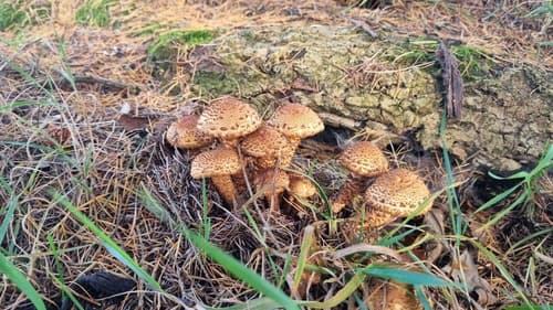 Łuskwiak