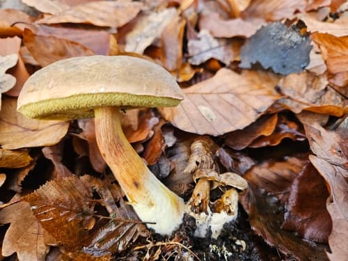 podgrzybek grubosiatkowany