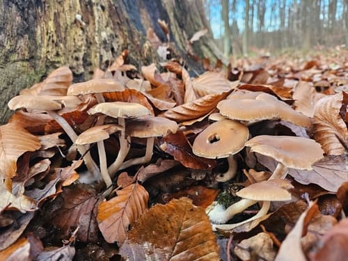 Kruchaweczka Namakająca