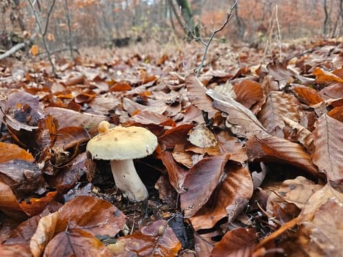 Gołąbek