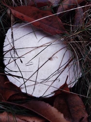 Pieczarka bulwiasta