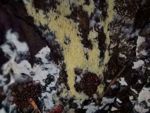 Mucronella calva