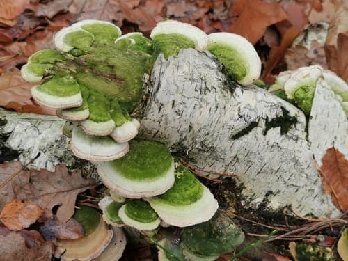 Niszczyk liściastodrzewny