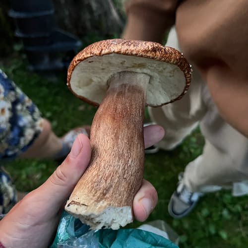 borowik usiatkowany