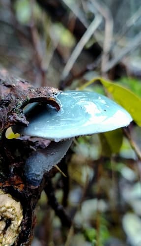 Stropharia