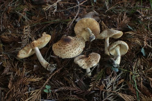 Lepiota ochraceofulva