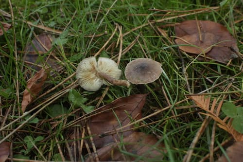 Ciemnobiałka