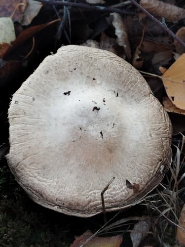Pieczarka leśna