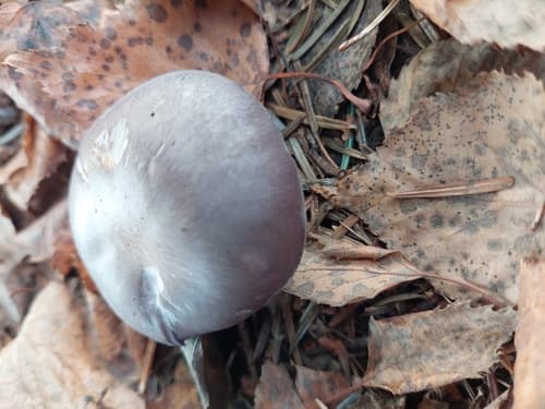 Collybia