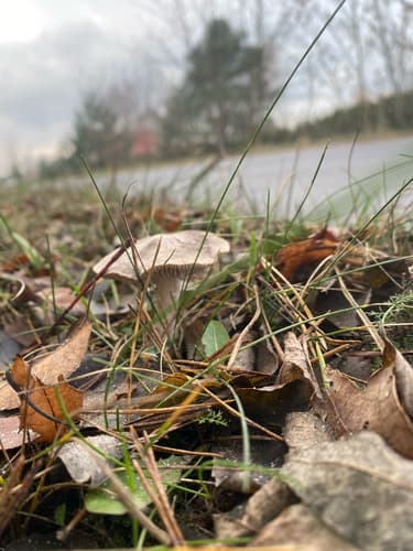 gąska ziemistoblaszkowa