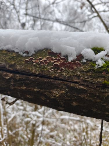 Chrząstkoskórnik purpurowy