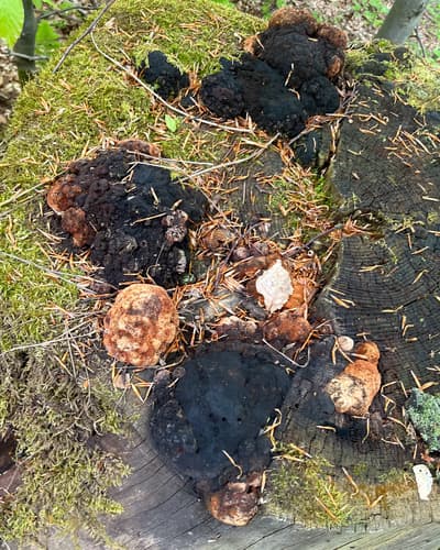 Osmoporus