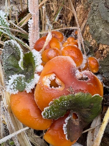 Płomiennica