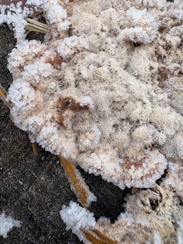 Hyphoderma