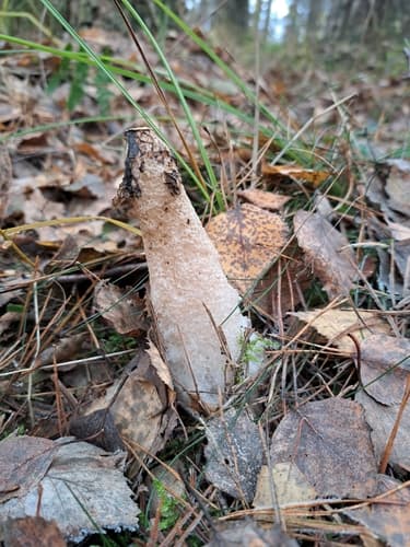 Sromotnik smrodliwy