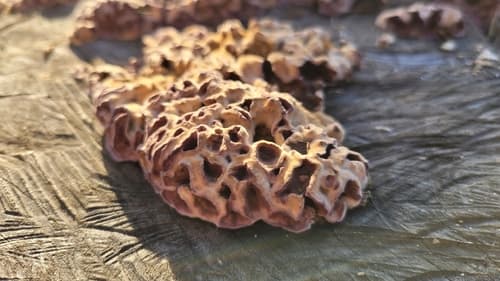 Chrząstkoskórnik purpurowy